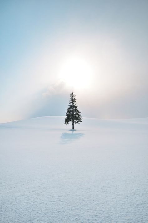 Hokkaido Winter, Winter Landscape Photography, Hokkaido Japan, Minimal Photography, Snow Tree, Train Photography, A Lone, Winter Beauty, Beautiful Landscape Wallpaper