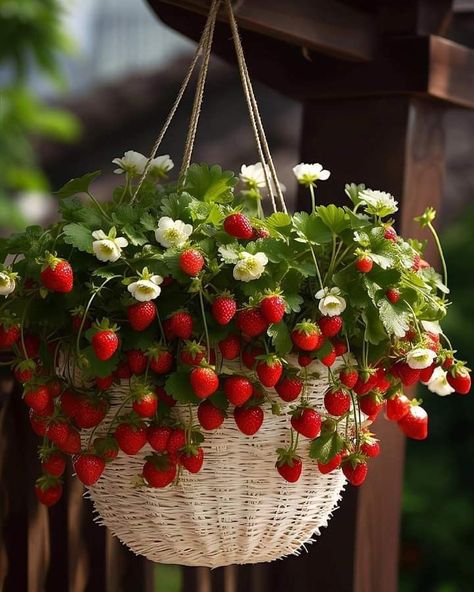 Vegetable Gardening Ideas, Garden Designer, Strawberry Plants, Home Vegetable Garden, Vegetable Garden Design, Food Garden, Fruit Garden, Vegetable Gardening, Pretty Plants