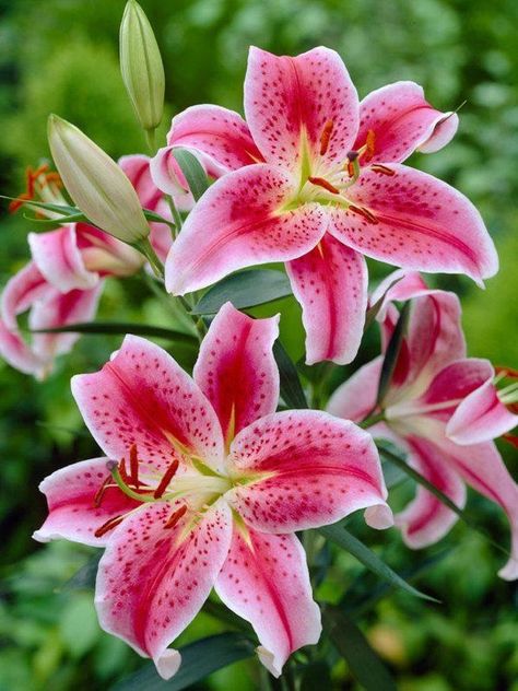 Stargazer Lilly, Pink Lilies, Lilly Flower, Lily Bulbs, Lily Painting, Stargazer Lily, Beautiful Flowers Pictures, Tiger Lily, Pink Lily