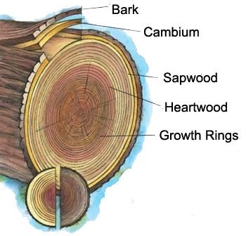 Us Forest Service, Arbor Day, Tree Identification, Tree Study, Nature School, Arbour Day, Plant Science, Forest School, Science Biology