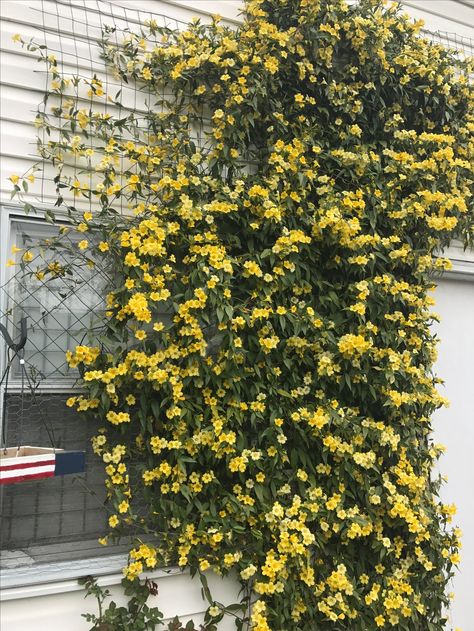 Carolina Jasmine @ 3 yrs old!! Smells beautiful!! Carolina Jasmine, Jasmine Flowers, Backyard Projects, Art Class, New Mexico, Garden Ideas, Yard, Flowers, Quick Saves