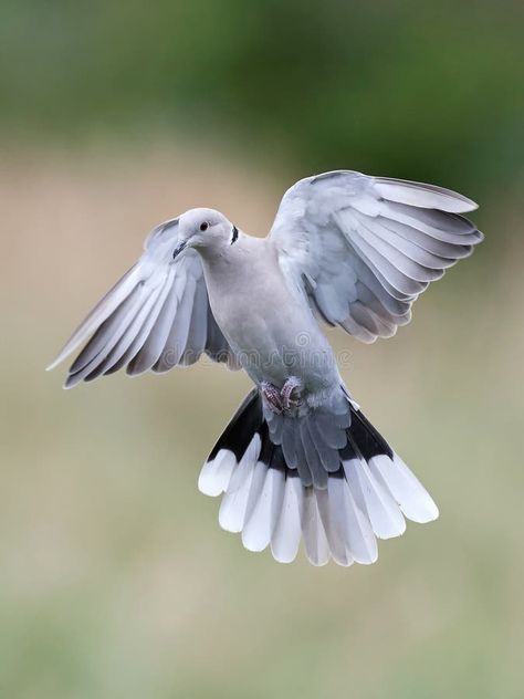 Eurasian collared dove (Streptopelia decaocto) stock image Dove In Flight, Collared Dove, Common Birds, In Flight, Flight, Stock Images, Spain, Birds