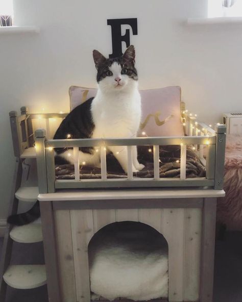 Cat Room Ideas, Cat Area, Cat Bedroom, Diy Cat Tree, Cats Diy Projects, Cat Litter Box Furniture, Pet Corner, Cat Playground, Space Storage