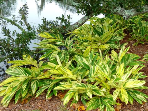 Shell Ginger Plant, Shell Ginger, Blooming Succulents, Growing Ginger, Lucky Bamboo Plants, Flowering Succulents, Ginger Plant, Lily Plants, Bamboo Plants