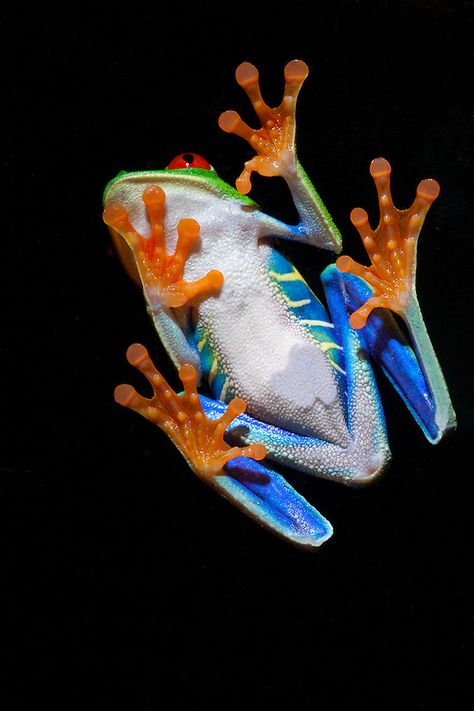 Red Eyed Tree Frog, Costa Rica | PAUL SOUDERS | WORLDFOTO Red Eyed Frog, Frog Eye, Red Eyed Tree Frog, Russian Blue Cat, Extreme Close Up, Monteverde, Tree Frog, Frog And Toad, Tree Frogs