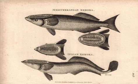 Remora Fish, Shark Drawing, Copper Engraving, Fish Drawings, Marine Biology, Fish Print, Natural History, Hand Coloring, Art References