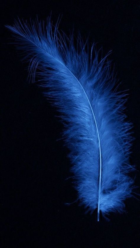 Feather Wallpaper, Amoled Wallpapers, Blue Wallpaper Iphone, Wallpaper Tumblr, Live Wallpaper Iphone, Iphone Background Images, Full Hd Wallpaper, Smartphone Wallpaper, Samsung Wallpaper