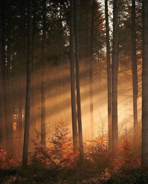 Forest Sunset Aesthetic, Warm Lighting Aesthetic, Sunlight In Forest, Autumn Forest Aesthetic, Forest With Sunlight, Forest Scape, Spiritual Forest, Forest Lighting, Sunlight Through Trees