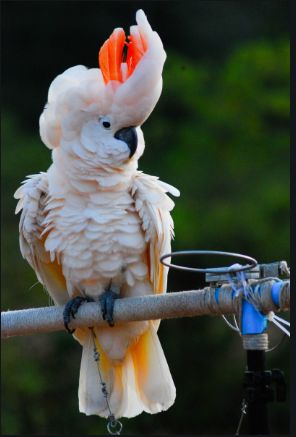 Top 21 Types of Cockatoos' Facts & History | Petco Near Me Moluccan Cockatoo, Parrot Tattoo, Bird Breeds, Parrots Art, Bird Parrot, Macaw Parrot, Most Beautiful Birds, Airbrush Art, Tropical Birds