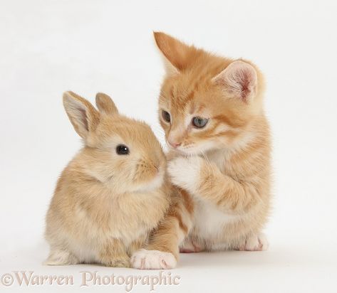 Photograph of Ginger kitten, Tom, 7 weeks old, and baby sandy Lop rabbit. Rights managed white background Pets image. Lop Rabbit, Ginger Kitten, Types Of Cats, Image Chat, Cat Sleeping, Dreamy Art, Animal Rights, Animals Images, Cat Girl