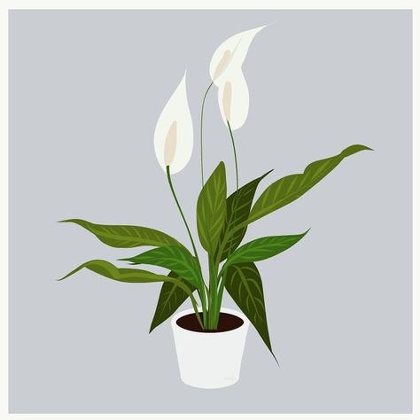 Vector Illustration Peace Lily Illustration, Peace Lily Painting, Peace Lily Drawing, Japanese Peace Lily, Peace Lillies, Lilies Drawing, Peace Lily Plant, Hand Embroidery Patterns Free, Water Paint