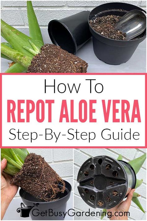 When To Repot Aloe Vera Plant, Aloe Plant Care, Aloe Vera Plant Indoor, Growing Aloe Vera, Aloe Vera Benefits, Aloe Vera Plant, Aloe Plant, Indoor Plant Care, Succulent Gardening