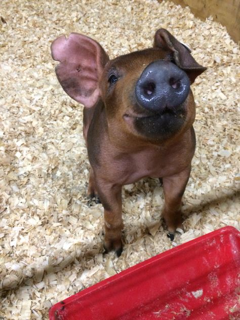 Duroc show pig Show Pig Aesthetic, Pig Keeping, Show Pigs, Duroc Pig Breed, Pigs Aesthetics, Hereford Pigs, Pigs Quote, Pigs Aesthetics Farm, Feral Pig