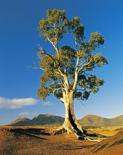 Eucalyptus Camaldulensis, Greyish Green, Gum Tree, Picture Tree, Eucalyptus Tree, Landscape Photography Nature, Ancient Tree, Tree Drawing, Photo Tree