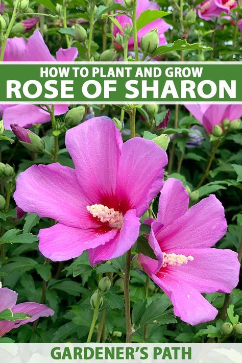 Rose Of Sharon Tree, Rose Of Sharon Bush, Flowers From Seed, Flowers At Home, Green Backyard, Periwinkle Flowers, Hardy Hibiscus, House Flowers, Rose Gold Wallpaper