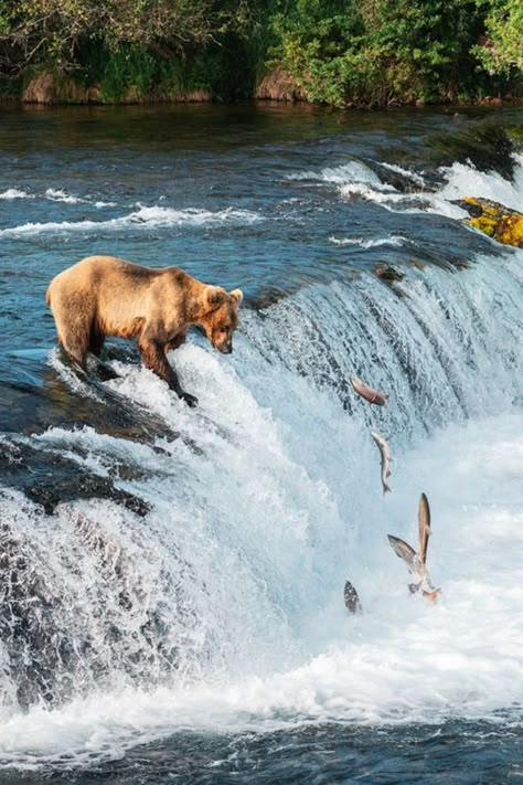 A bear hunting for salmon in a river in Katmai National Park. Bear Catching Salmon, Katmai National Park, Alaska Usa, Grizzly Bears, Brown Bears, Alaska Travel, Brown Bear, Wild Animals, Fly Fishing