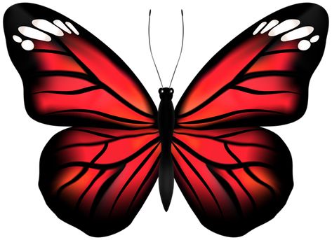 Red Butterfly Drawing, Red Transparent Png, Red Black Butterfly, Red And Black Butterfly, Red Butterfly Sticker, Crimson Rose Butterfly, Happy Birthday Png, Painted Butterfly, Kids Frames