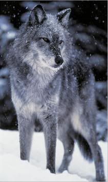 gray wolf Wolf Husky, Wolf Stuff, Wolf Photos, Gray Wolf, Timber Wolf, Falling Snow, Wolf Wallpaper, Wild Wolf, Wolf Pictures