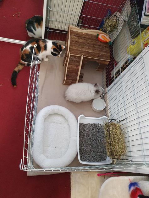 Conejeras Ideas, Pet Bunny House, Indoor Guinea Pig Cage, Diy Bunny Cage, Indoor Rabbit House, Diy Rabbit Cage, Indoor Rabbit Cage, Funny Bunny Videos, Rabbit Habitat