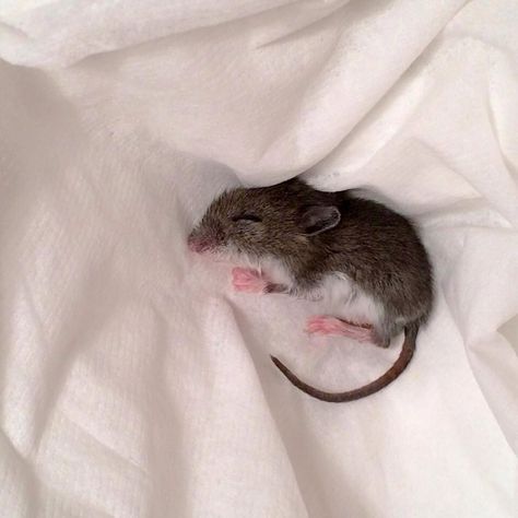 Cute Mouse Aesthetic, Mouse Sleeping, Sleeping Mouse, Pet Mouse, Bear Drawings, Field Mouse, Draw Animals, Cute Bear Drawings, Pet Mice