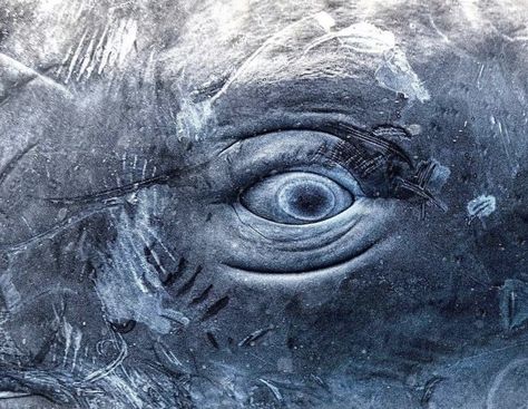 Eye of sperm whale. Photo: Mike Krostelev. Orca Eye, Whale Eye, Whale Carving, Whale Photo, Mer Folk, Animals Eyes, One Piece Aesthetic, Whale Jewelry, Animal Eyes