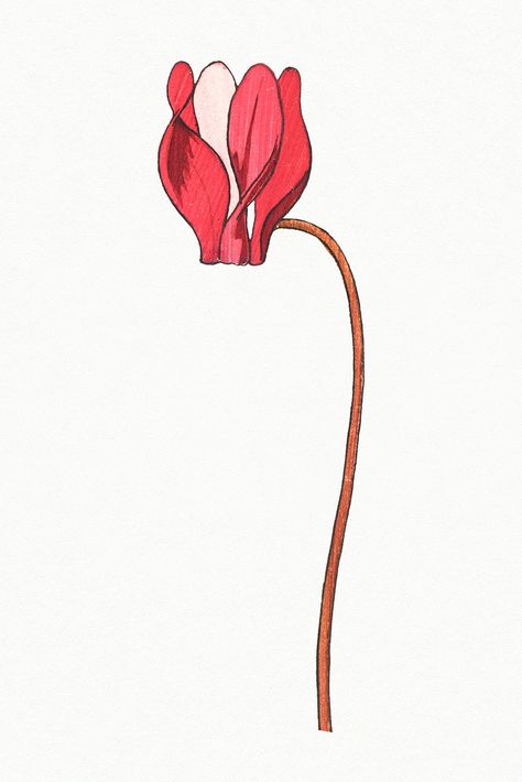 Cyclamen Flower Drawing, Cyclamen Illustration, Cyclamen Flower Aesthetic, Cyclamen Drawing, Cyclamen Tattoo, Cyclamen Flower, Acryl Painting, Easy Flower Drawings, Painted Florals