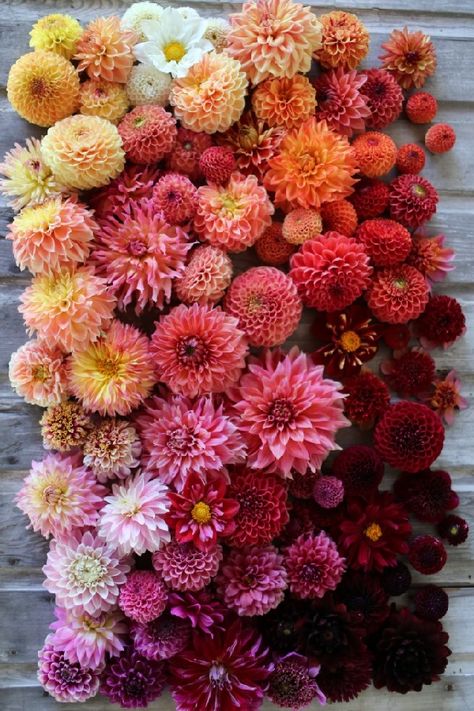 Single Dahlia, Growing Tulips, Dahlias Garden, Growing Dahlias, Cut Flower Garden, Favorite Flower, Dahlia Flower, Seasonal Flowers, Flower Farm