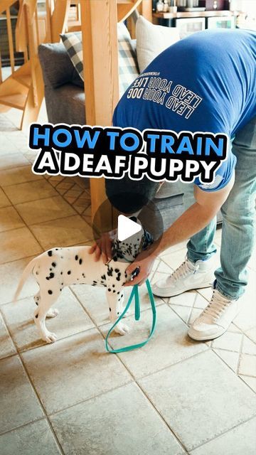 Steve Del Savio on Instagram: "How do you raise a puppy who is deaf like Crew, a 3 month old Dalmation puppy?  Let's look at this.  A puppy is born with their nose open, but their eyes and ears closed.  About 7-14 days after birth, the eyes open.  About 21 days after birth, the ears open.  So, a puppy is born blind and deaf.  They navigate the beginning of their life based on their sense of smell, which will be their strongest sense for the rest of their life.  So a dog's best sense by far is their nose, but we created dog training based on eyes & ears?  I think that working with a dog primarily with eyes & ears is one of the biggest flaws of the dog training world.  With every puppy, I am hyper focused on engaging the nose to encourage the puppy to do things.  In this video, the puppy was Deaf Puppy, 3 Month Old, Sense Of Smell, After Birth, Eyes Open, A Puppy, 21 Days, Dog Owners, Dog Training