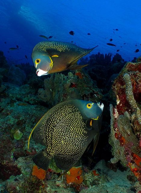 French #anglefish off #Venezuela French Angelfish, Life Under The Sea, Salt Water Fish, Beneath The Sea, Water Creatures, Cool Fish, Ocean Floor, The Deep Blue Sea, Saltwater Fish