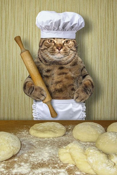 Cat With Bread, Cat Eating Food, Bread Cat, Cat Bread, Chef Cats, Best Cat Food, Food Cat, Cat Eating, Funny Cat Wallpaper