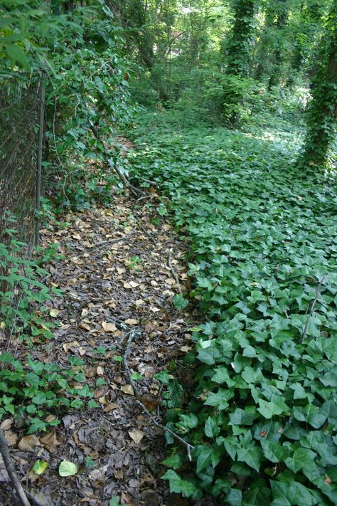 English Ivy – Control | Walter Reeves: The Georgia Gardener Ivy Landscaping Ideas, English Ivy Landscape Ideas, English Ivy Outdoor, Ivy Ground Cover, Ivy Ground Cover Landscaping, English Ivy Care, Ground Ivy, English Ivy Ground Cover, Ivy Covered Gate