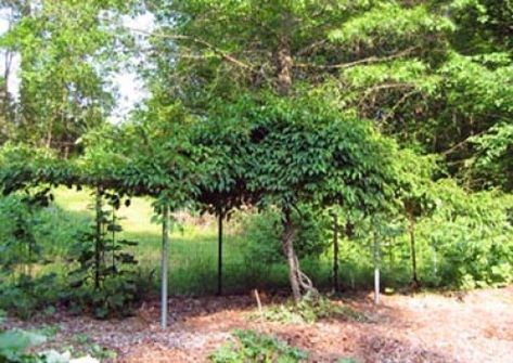 Hardy Kiwi - FineGardening Hardy Kiwi Trellis, Hardy Kiwi Trellis Ideas, Kiwi Trellis, Hardy Kiwi, Vertical Trellis, Kiwi Vine, Trellis System, Fine Gardening Magazine, Vine Trellis