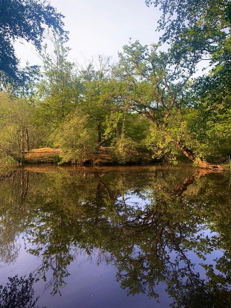 Epping Forest, Places In England, Art Pics, Like Art, Art Pictures, Animal Art, Cool Art, England, Forest