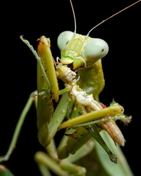 Praying Mantis Eating Mate, Prang Mantis, Mantis Aesthetic, Praying Mantis Eating, Prey Mantis, Predator Animal, Cool Insects, Cool Bugs, Beautiful Bugs