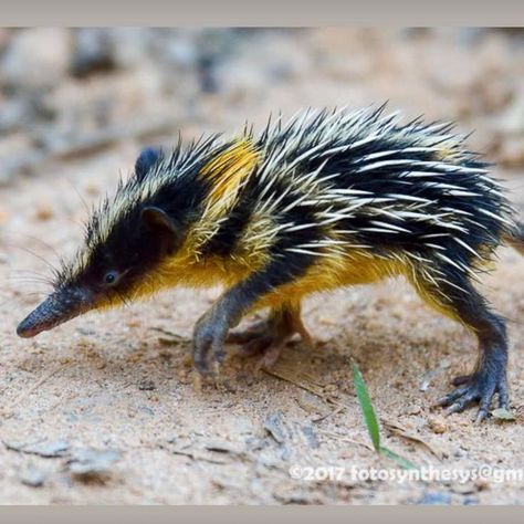 The Lowland Streaked Tenrec is a mammal native to Madagascar which has the special ability to communicate with members of its group using stridulation. When a young tenrec loses track of its mother, mum will rub its spines together emitting a high-pitched noise which will help its baby locate it. Interesting Animals, Unusual Animals, Rare Animals, Pretty Animals, Weird Animals, Unique Animals, An Animal, Exotic Pets, Animal Photo