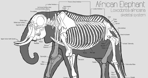 African Elephant skeletal system Elephant Reference, Elephant Anatomy, Creature Anatomy, African Bush Elephant, Animal Skeleton, Skeleton Anatomy, Animal Studies, Animal Skeletons, Animal Study