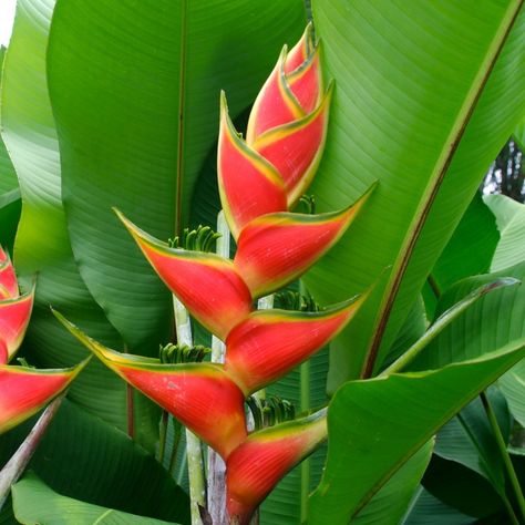 Heliconia Plant, Heliconia Flower, Hawaiian Plants, Rare Seeds, Peonies Garden, Unusual Flowers, Tropical Foliage, Flowers For You, Wholesale Flowers