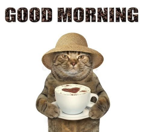 Cat with cup of coffee. The cat is holding a big cup of black coffee. White background stock image Coffee White Background, Funny Cat Jokes, Funniest Cat, Cat Jokes, Halloween Cats, Cat Background, Cat Quotes Funny, Silly Cats Pictures, Silly Animals