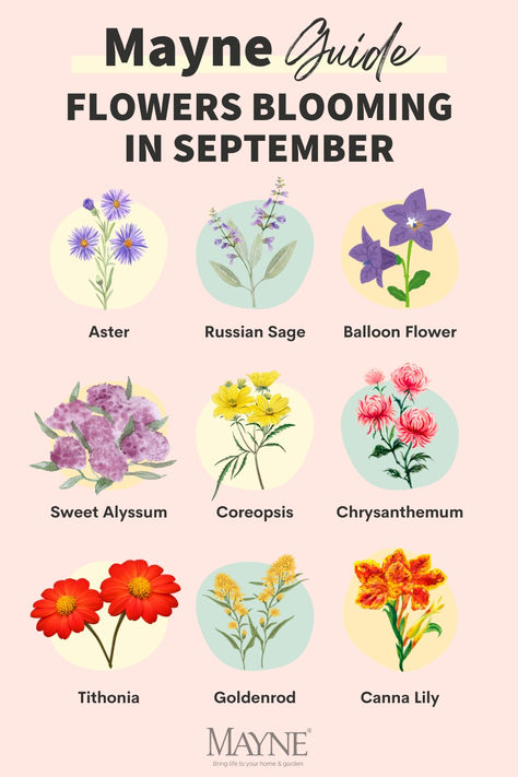 As summer's warmth fades and autumn's chill approaches, these 9 stunning flowers will set your garden ablaze with vibrant colors! 🍂🌼 Discover the gorgeous blooms to look out for this September and add a pop of color to your outdoor space. #FallGarden #SeptemberBlooms #AutumnVibes #GardenInspiration Autumn Arrangements, Planting Hacks, September Flower, Canna Lilies, Sweet Alyssum, Russian Sage, Mexican Sunflower, September Flowers, Canna Lily