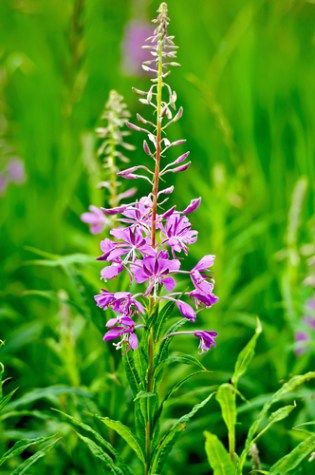 FIREWEED. A common Rocky Mountain wildflower. Common Wildflowers, Geranium Color, Mountain Wildflowers, Evergreen Groundcover, Mountain Flowers, Colorado Wildflowers, Grassy Meadow, Oregon Grape, Purple Wildflowers