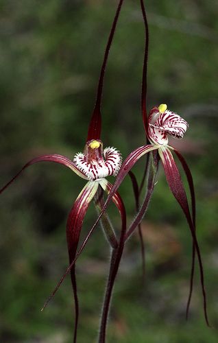 Chapmans Spider Orchids! Australian Orchids, Spider Orchid, Ground Orchids, Orchids Painting, Australian Wildflowers, Flower Mix, Rare Orchids, Australian Plants, Spider Tattoo