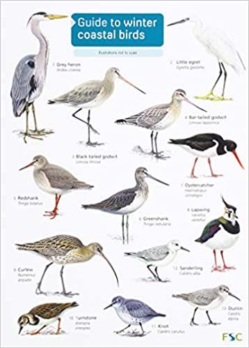 Shore Bird Art, Coastal Birds, Grey Heron, Rocky Shore, Shorebirds, Framed Botanicals, Marine Mammals, Reptiles And Amphibians, Bird Illustration