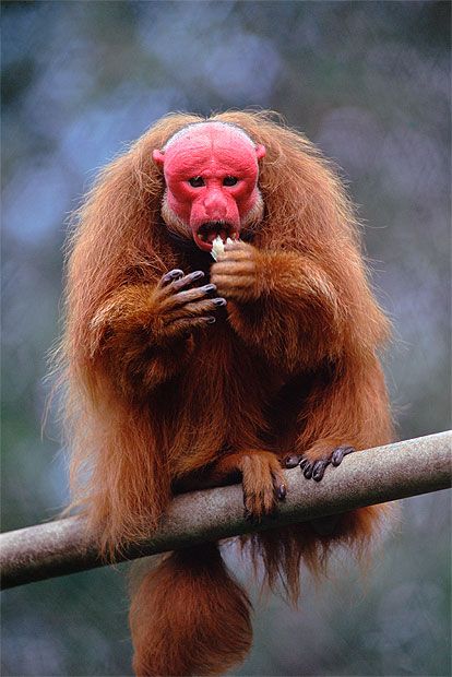 Bald uakari The shocking red pate of this follically-challenged simian has earned it the nickname among South Americans of 'mono angles', or 'English monkey', in honour of the first sunburnt Britons to visit their homeland. Where to spot them The bald uakari can be found deep in the forests of Brazil, Peru and Colombia. Reef and Rainforest can organise tailor made holidays to Uakari Lodge, in Brazil's remote Mamiraua Sustainable Development Reserve, where guests can Uakari Monkey, Monkey Breeds, Interesting Animals, A Monkey, Unusual Animals, Rare Animals, Wildlife Animals, Weird Animals, Primates