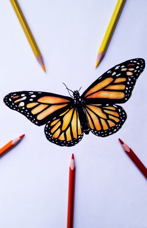 Color Pencil Butterfly, Colored Pencil Butterfly, Butterfly Sketch, Sketches Doodles, Color Pencil Illustration, Butterfly Art Painting, Art Sketches Doodles, Cool Pencil Drawings, Colour Pencil