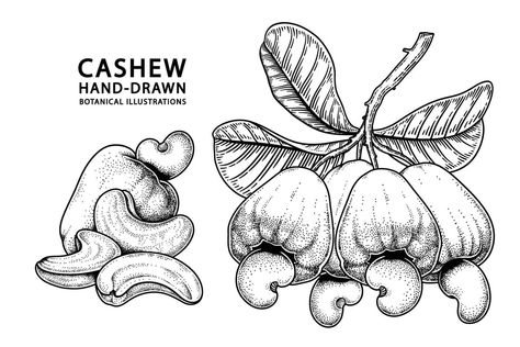 Set of cashew fruit hand drawn elements botanical illustration Cashew Fruit, Shirt Designs Ideas, 3d Wallpaper Mural, Hand Drawn Elements, Canvas Drawings, Fruit Illustration, Peel And Stick Vinyl, Strong Colors, Canvas Texture