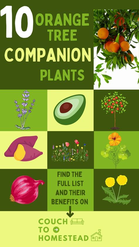 Orange Tree Companion Plants Growing Citrus, Companion Planting Guide, Understory Plants, Mandarin Tree, Growing Sweet Potatoes, Planting Guide, Tree Planters, Planting Tips, Orange Trees