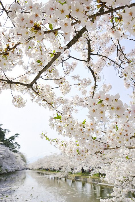 White blossoms. Cherry Trees, In Memory Of Dad, Have Inspiration, Beltane, Blossom Trees, Spring Blossom, Alam Yang Indah, Happy Memories, Flowering Trees