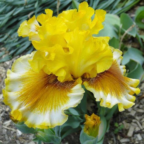 Photo of Tall Bearded Iris (Iris 'Autumn Tease') uploaded by lauriemorningglory Tall Bearded Iris, Bearded Iris, Irises, Photo Location, Large Flowers, Nebraska, Plants, Flowers