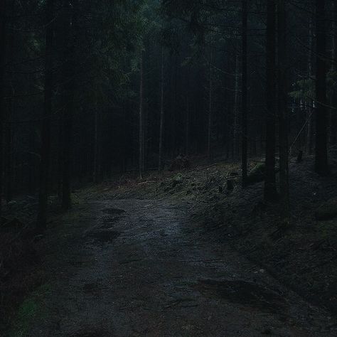 Dark Naturalism, Dark Forest Aesthetic, Dark Landscape, Dark Green Aesthetic, Slytherin Aesthetic, Dark Nature Aesthetic, Forest Path, Misty Forest, Night Scenery