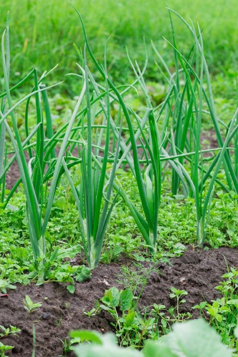 How To Plant Onions, Onion Growing, Onions From Seed, Plant Onions, Side Dish Vegetable, Onion Garden, Grow Onions, Side Dishes Vegetable, Farming Lifestyle